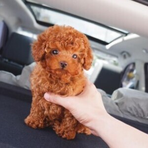 poodle pups | PostAds PH