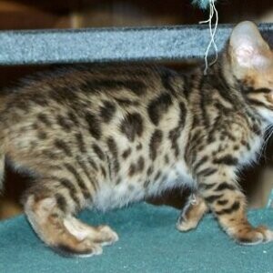Cute Bengal kittens Available | PostAds PH