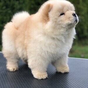 chow chow puppies | PostAds PH
