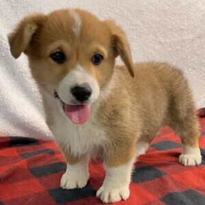 Pembroke Welsh Corgi puppies | PostAds PH