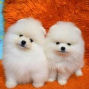 Pomernian | PostAds PH