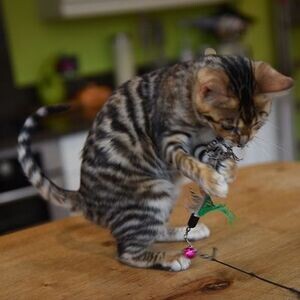 Toyger Kittens | PostAds PH