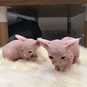 Beautiful Sphynx kittens | PostAds PH