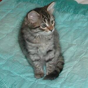 Siberian Kittens | PostAds PH
