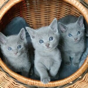 Russian Blue Kittens | PostAds PH