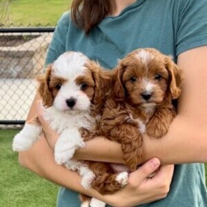 Golden Doodle | PostAds PH