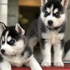 Siberian Husky | PostAds PH
