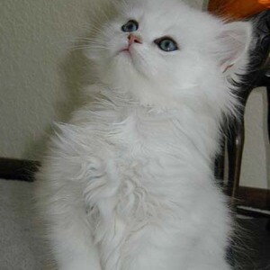 Persian Kittens | PostAds PH