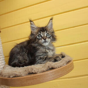 Maine Coon kittens | PostAds PH
