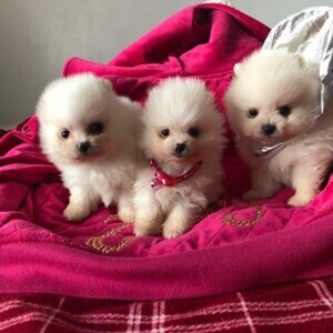 Pomeranian Puppies for sale. | PostAds PH