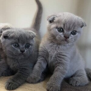 Scottish fold kittens | PostAds PH