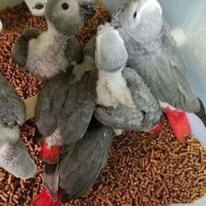 Baby African Grey parrots available now. | PostAds PH