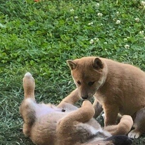 Beautiful Shiba Inu Puppies available. | PostAds PH