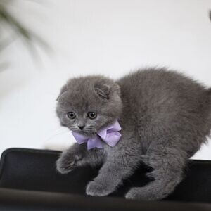 Scottish fold kittens | PostAds PH