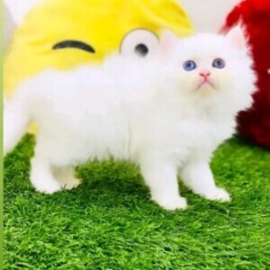 Cute Persian kittens | PostAds PH