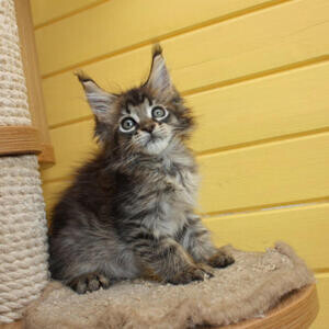 Maine coon kitten | PostAds PH
