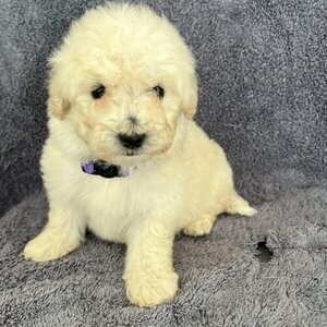 Beautiful Poochon puppies READY NOW | PostAds PH