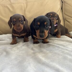Miniature Dachshund puppy | PostAds PH