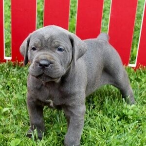 Cane Corso puppies | PostAds PH