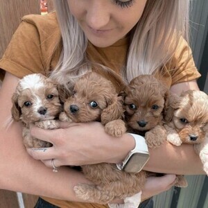 Cavachon puppies | PostAds PH