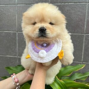 Adorable Chow Chow Puppies | PostAds PH