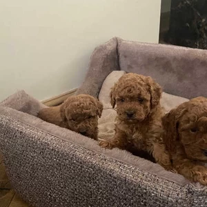 Teacup Toy Poodle Pups ready for new Home | PostAds PH