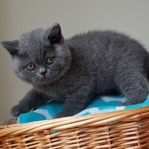 British shorthair kittens | PostAds PH