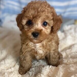 Maltipoo Puppies Ready Now | PostAds PH