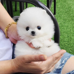 Tea Cup Pomeranian Puppies | PostAds PH