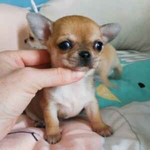 T-cup chihuahua puppies | PostAds PH