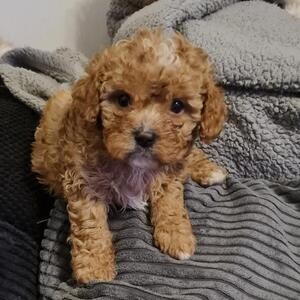 Loveing Cavapoo Puppies | PostAds PH