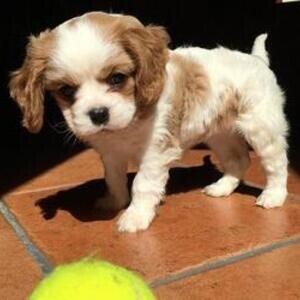Cavalier King Charles Spaniel | PostAds PH