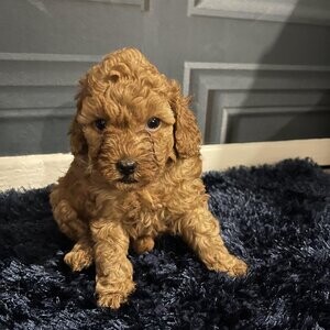 Cavoodle puppies looking for homes | PostAds PH