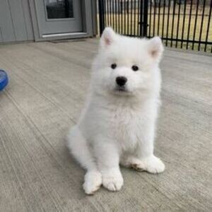 Beautiful Samoyed Puppies | PostAds PH