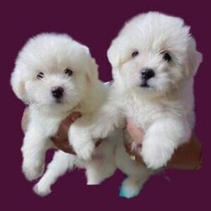 Gorgeous Maltese Puppies | PostAds PH