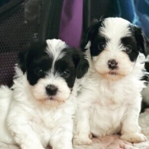 Havanese pups | PostAds PH