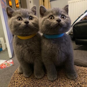 British Shorthair Kittens ready | PostAds PH