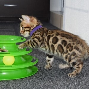 TICA Registered Bengal Kittens | PostAds PH