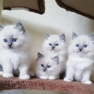 Charming Ragdoll Kittens | PostAds PH
