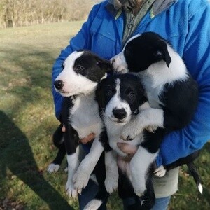 Border Collies Blue Merle cross | PostAds PH