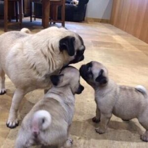 Pug Puppies Ready now | PostAds PH