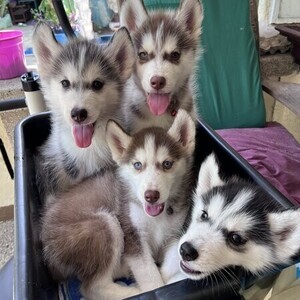 Husky Agouti Import Line Viber or Whatsapp (+63 9660614143) | PostAds PH