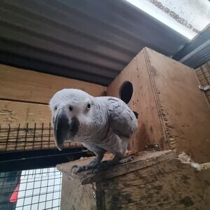 HEALTHY AFRICAN GREYS Viber or Whatsapp (+63 9660614143) | PostAds PH