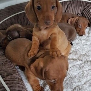 Dachshund puppies for sale. Viber or Whatsapp (+63 9660614143) | PostAds PH