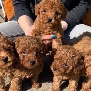 Red Miniature Poodle puppies for sale. Viber or Whatsapp (+63 9660614143) | PostAds PH