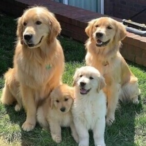 Male and female Golden Retriever puppies available Viber or Whatsapp (+63 9660614143) | PostAds PH