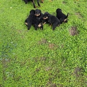 Rottweiler puppies for rehoming. Viber or Whatsapp (+63 9660614143) | PostAds PH