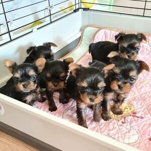 Yorkie puppies for sale Viber or Whatsapp (+63 9660614143) | PostAds PH