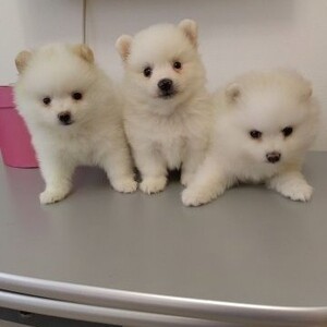 Pomeranian puppies for sale. Viber or Whatsapp (+63 9660614143) | PostAds PH