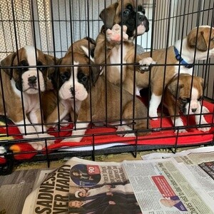 Male and female Boxer puppies are available now Viber or Whatsapp (+63 9660614143) | PostAds PH